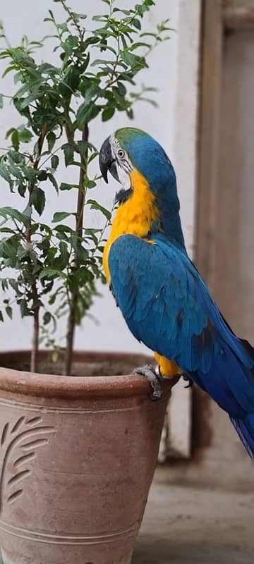 MaCaW Blue & Gold 4