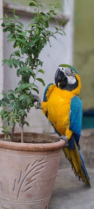 MaCaW Blue & Gold 5