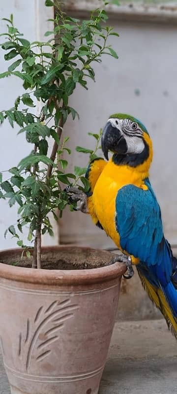 MaCaW Blue & Gold 6