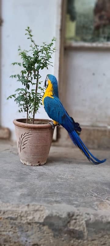 MaCaW Blue & Gold 7