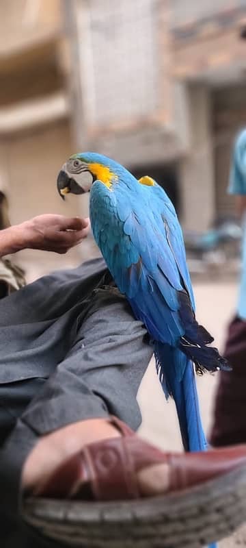 MaCaW Blue & Gold 8