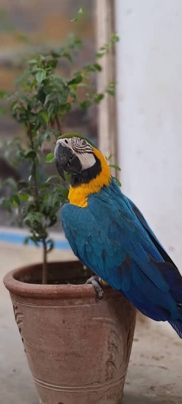 MaCaW Blue & Gold 9