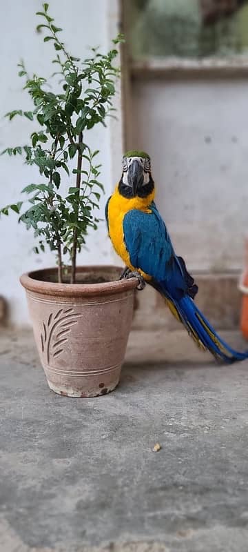 MaCaW Blue & Gold 10