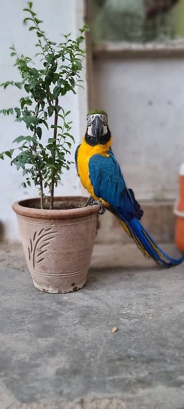 MaCaW Blue & Gold 11