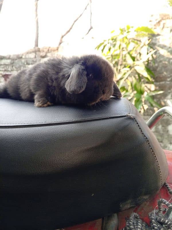 lop bunny available location islambad cargo all over Pakistan 1