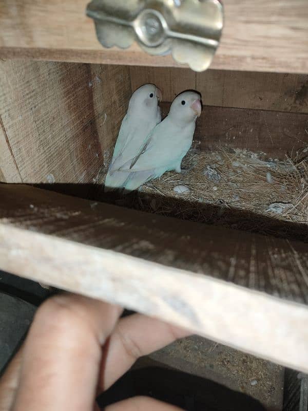 ALBINO BLACK EYES SPLIT + MISC LOVE BIRDS 0