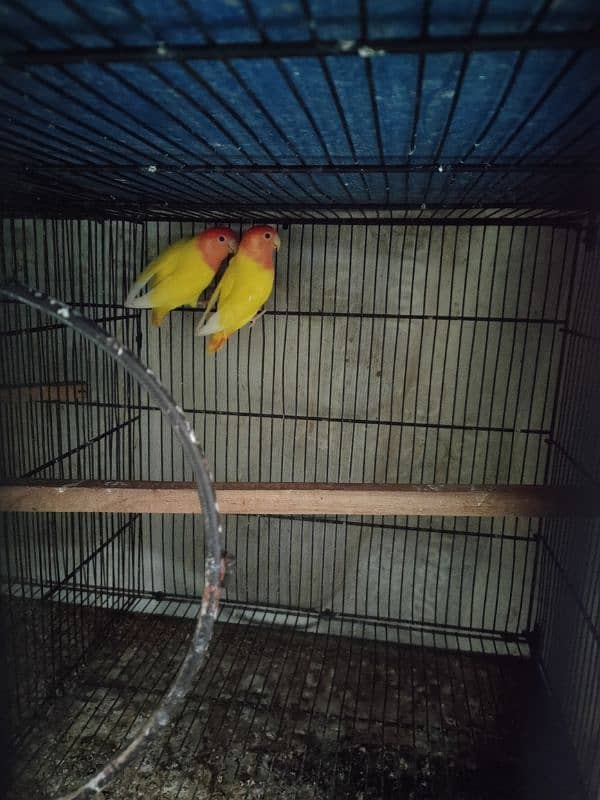 ALBINO BLACK EYES SPLIT + MISC LOVE BIRDS 1