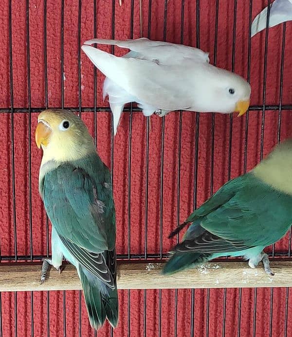 ALBINO BLACK EYES SPLIT + MISC LOVE BIRDS 2