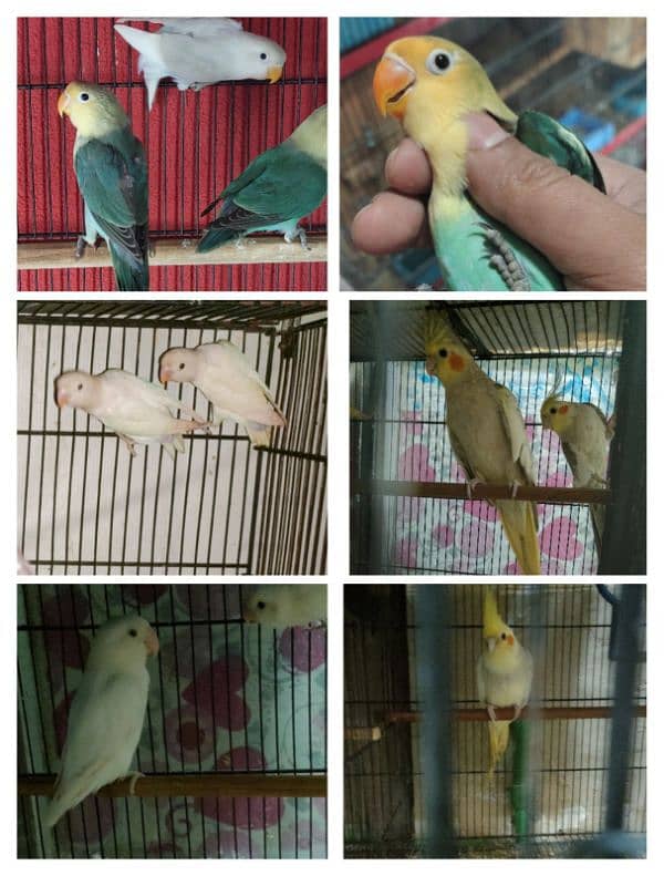 ALBINO BLACK EYES SPLIT + MISC LOVE BIRDS 4