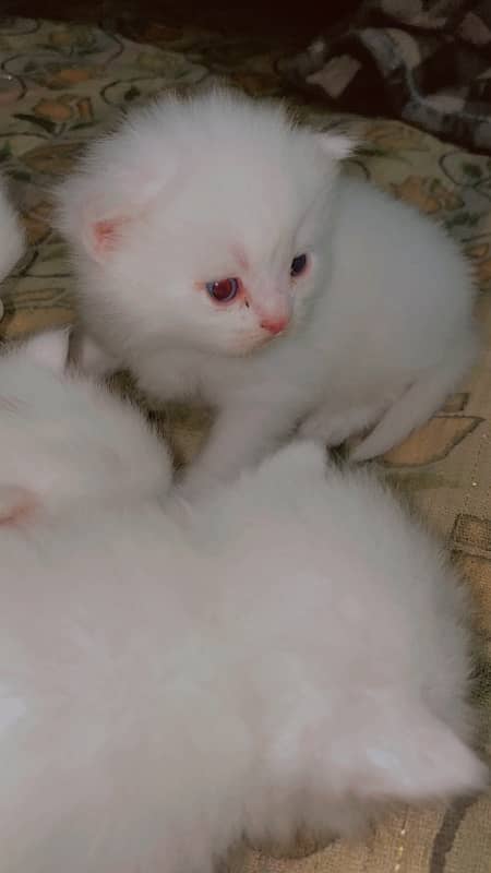 pure persian kittens 1