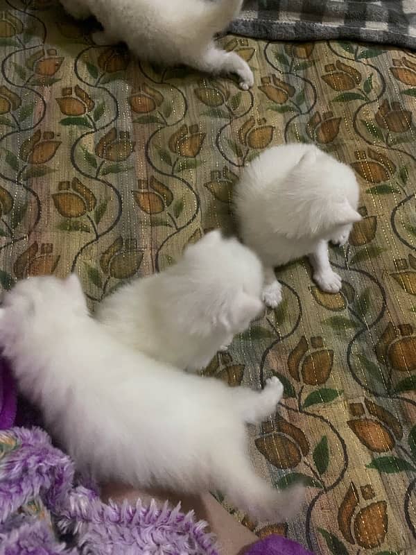 pure persian kittens 3