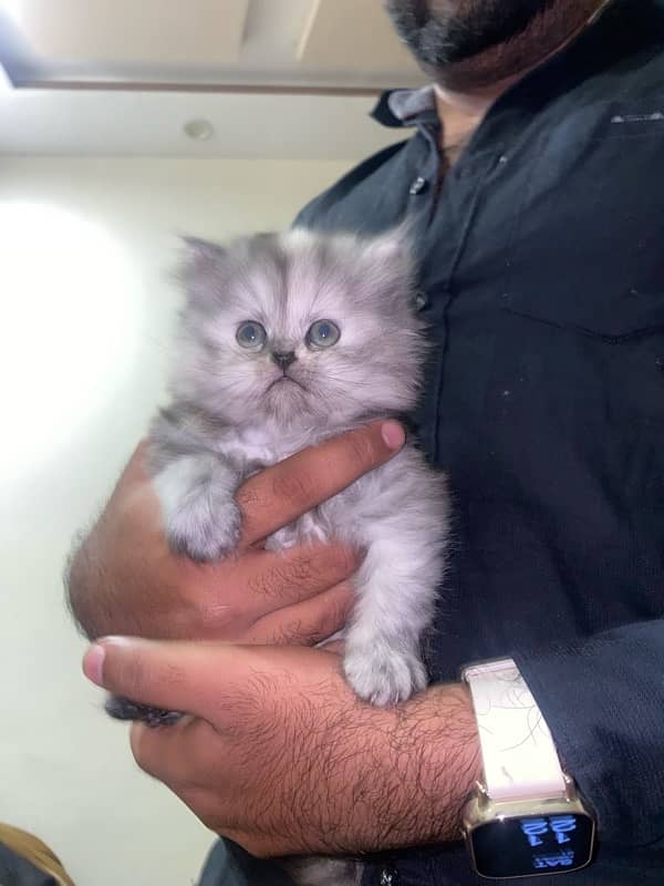 pure persian kittens 4