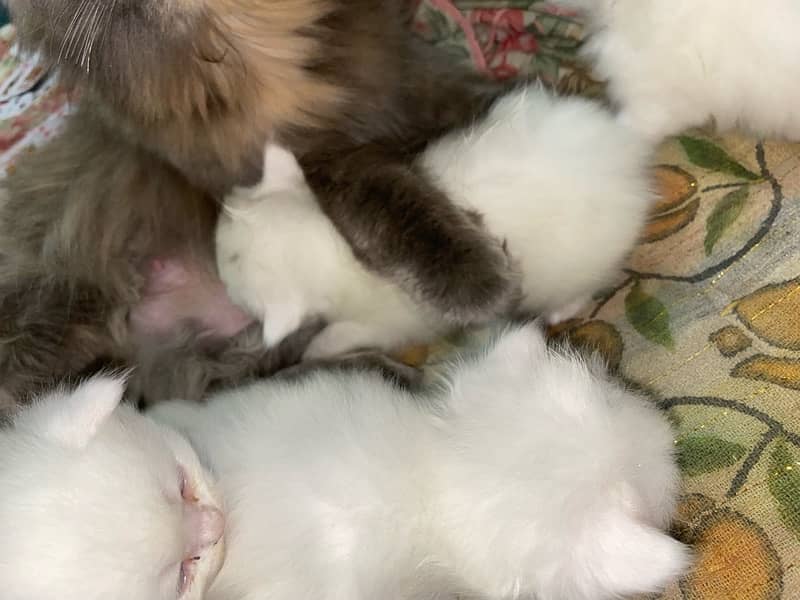 pure persian kittens 6