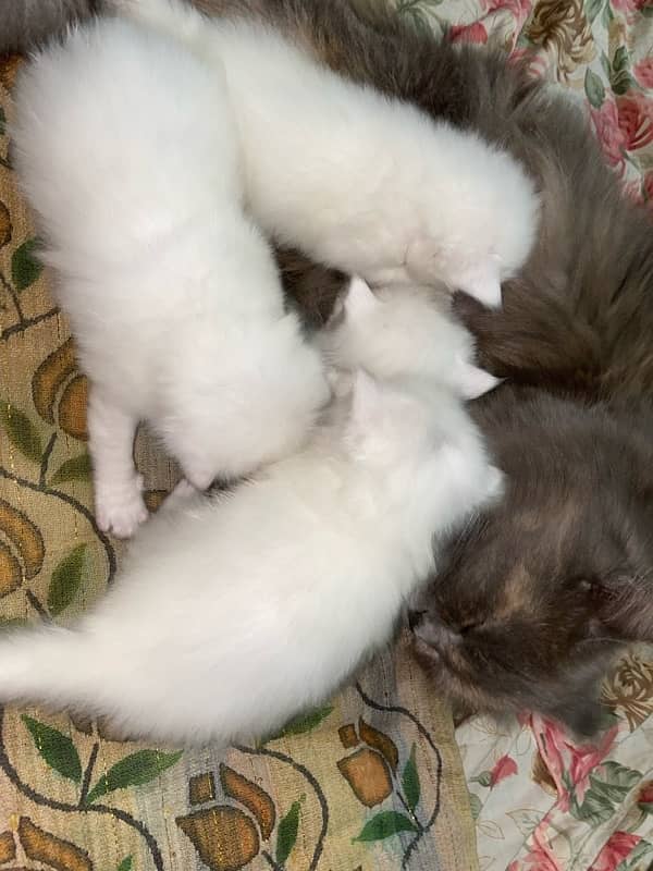 pure persian kittens 7