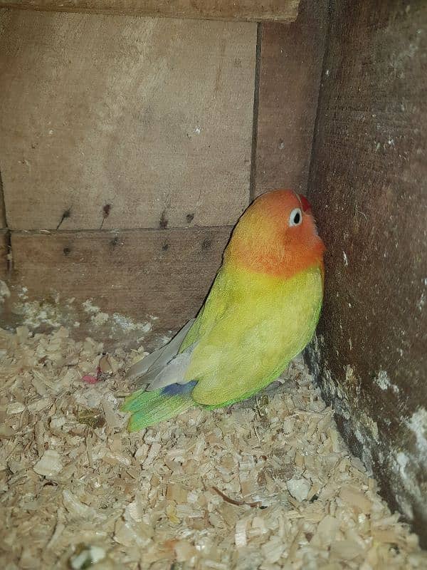 breeder pair for sale with chick 1