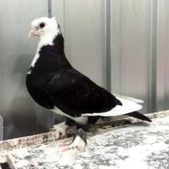 fancy pigeon