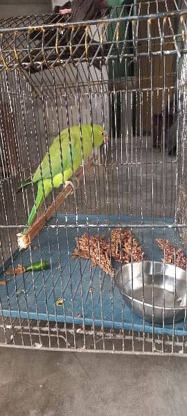 Green parrot available for sale 1