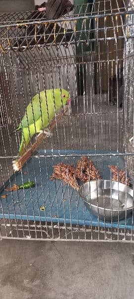 Green parrot available for sale 2