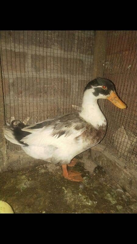 Duck breeder pair 0