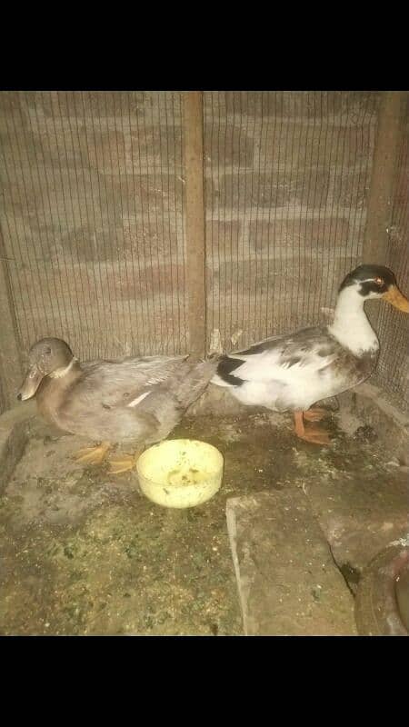 Duck breeder pair 1