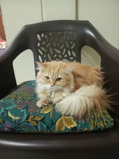 Persian cat