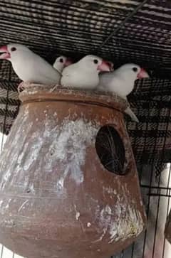 masallah healthy and active 5 pice wite or gray jawa finch  for sale