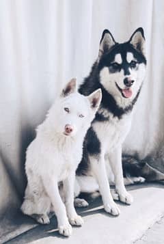 Siberian husky pair