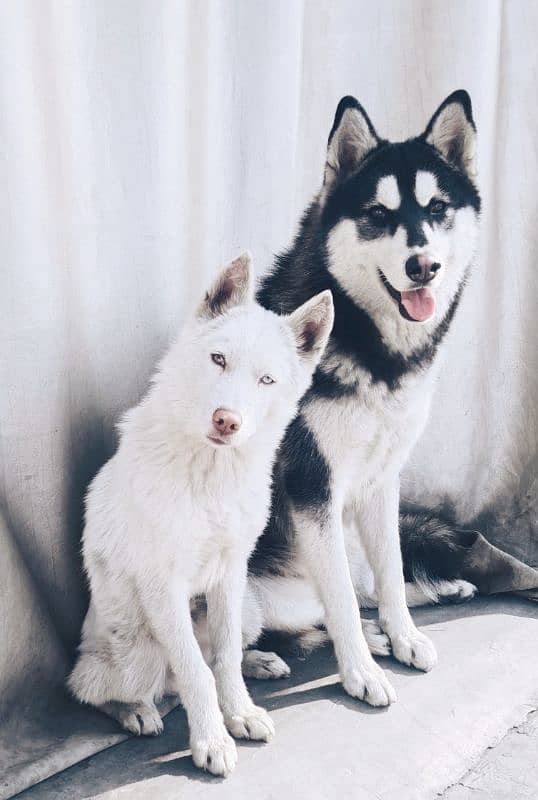 Siberian husky pair 0