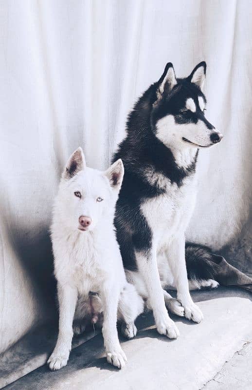 Siberian husky pair 1