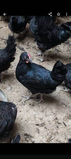 australorp female per piece Rs:1300 . australorp fertile eggs Rs:60