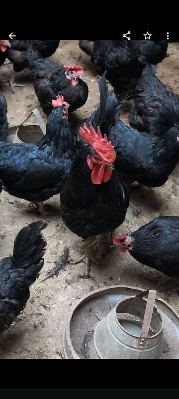 australorp female per piece Rs:2300 . australorp fertile eggs Rs:60 1