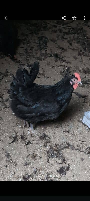 australorp female per piece Rs:2300 . australorp fertile eggs Rs:60 2