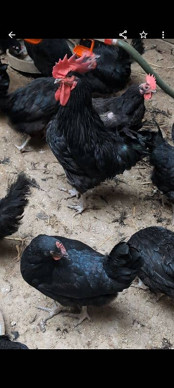 australorp female per piece Rs:2300 . australorp fertile eggs Rs:60 3