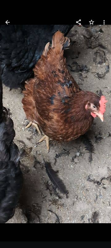 australorp female per piece Rs:2300 . australorp fertile eggs Rs:60 4