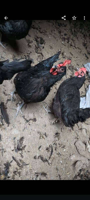 australorp female per piece Rs:2300 . australorp fertile eggs Rs:60 5