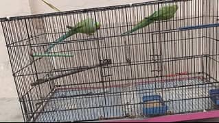 parrot green pair bredr