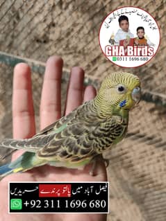 Budgies Available