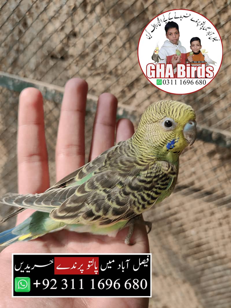 Budgies Available 0