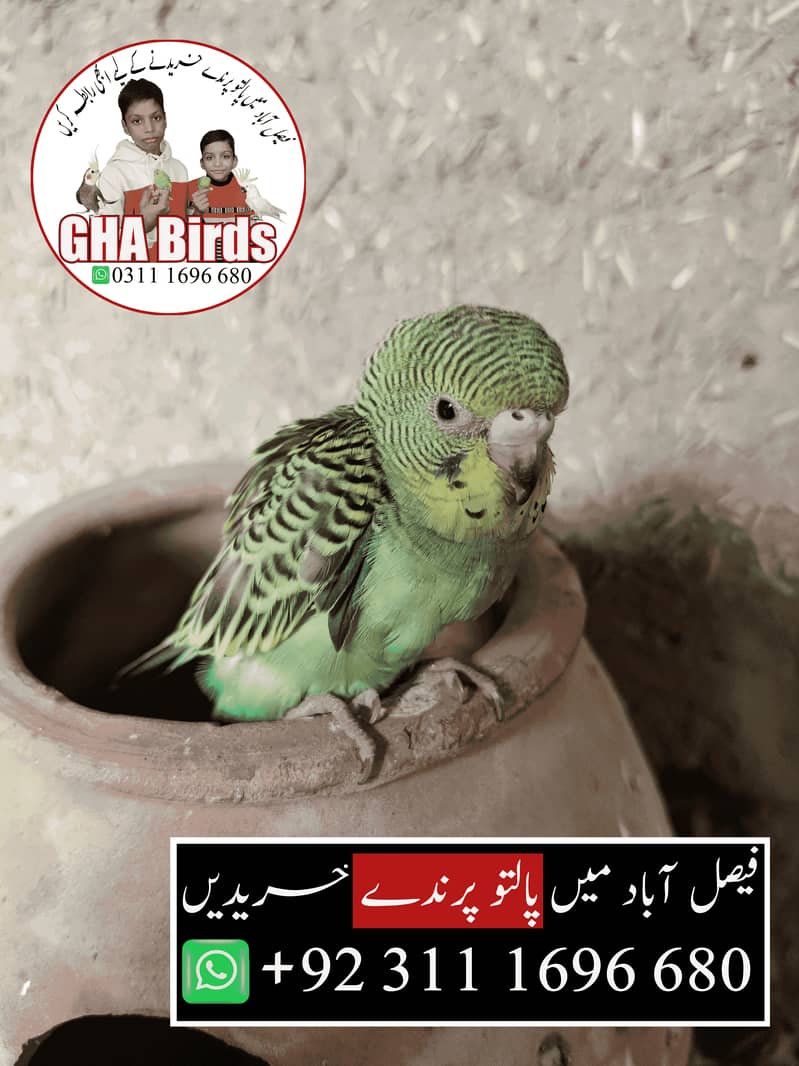 Budgies Available 3