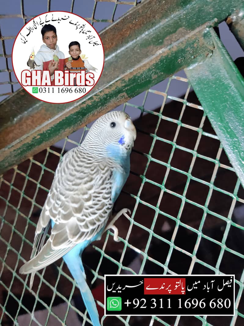 Budgies Available 4