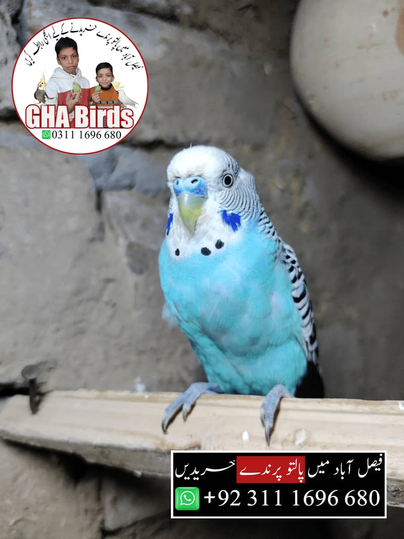 Budgies Available 5