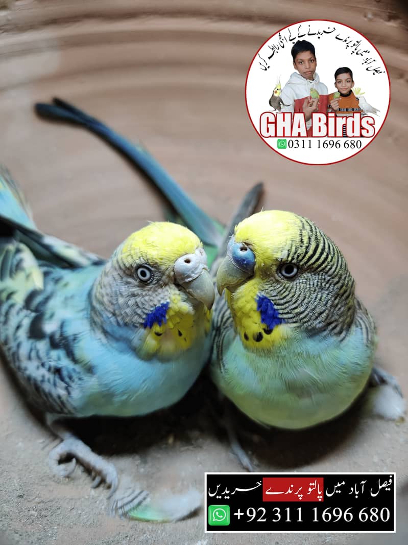 Budgies Available 8