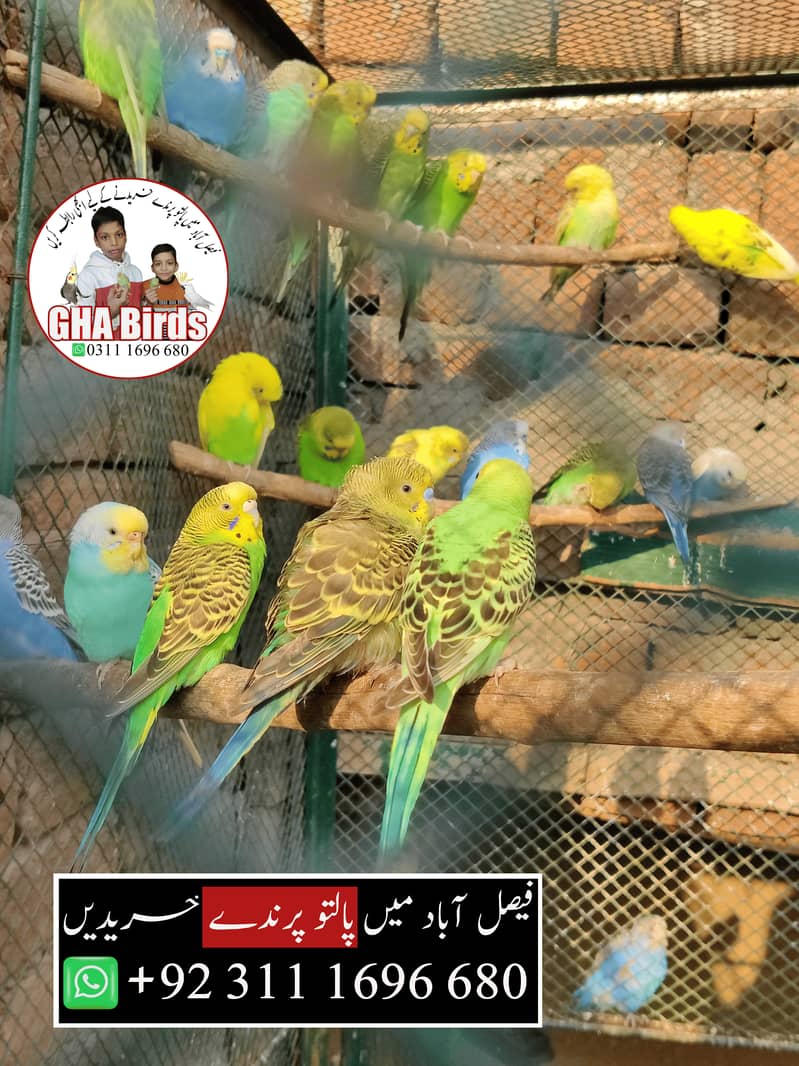 Budgies Available 9