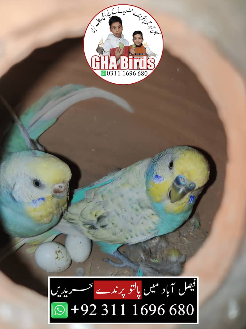 Budgies Available 10