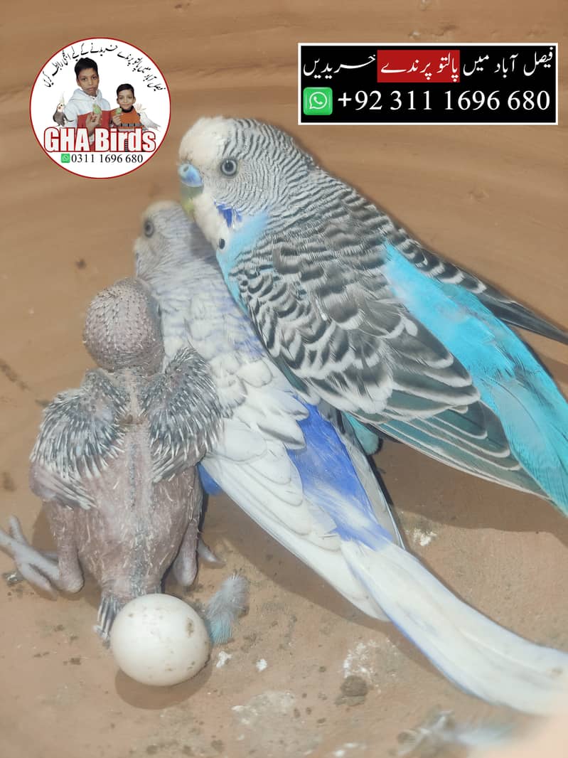 Budgies Available 11