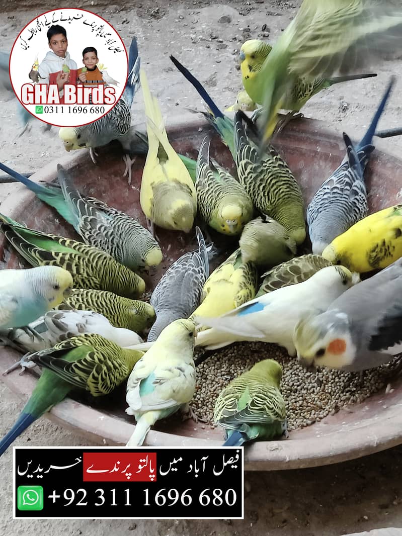 Budgies Available 12