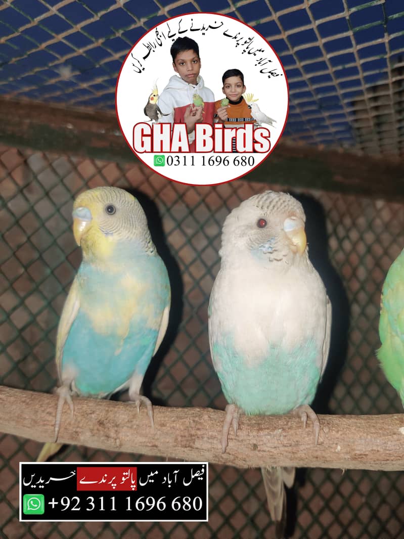 Budgies Available 13