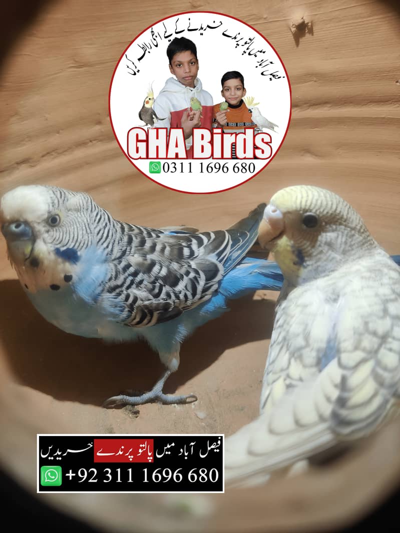 Budgies Available 14