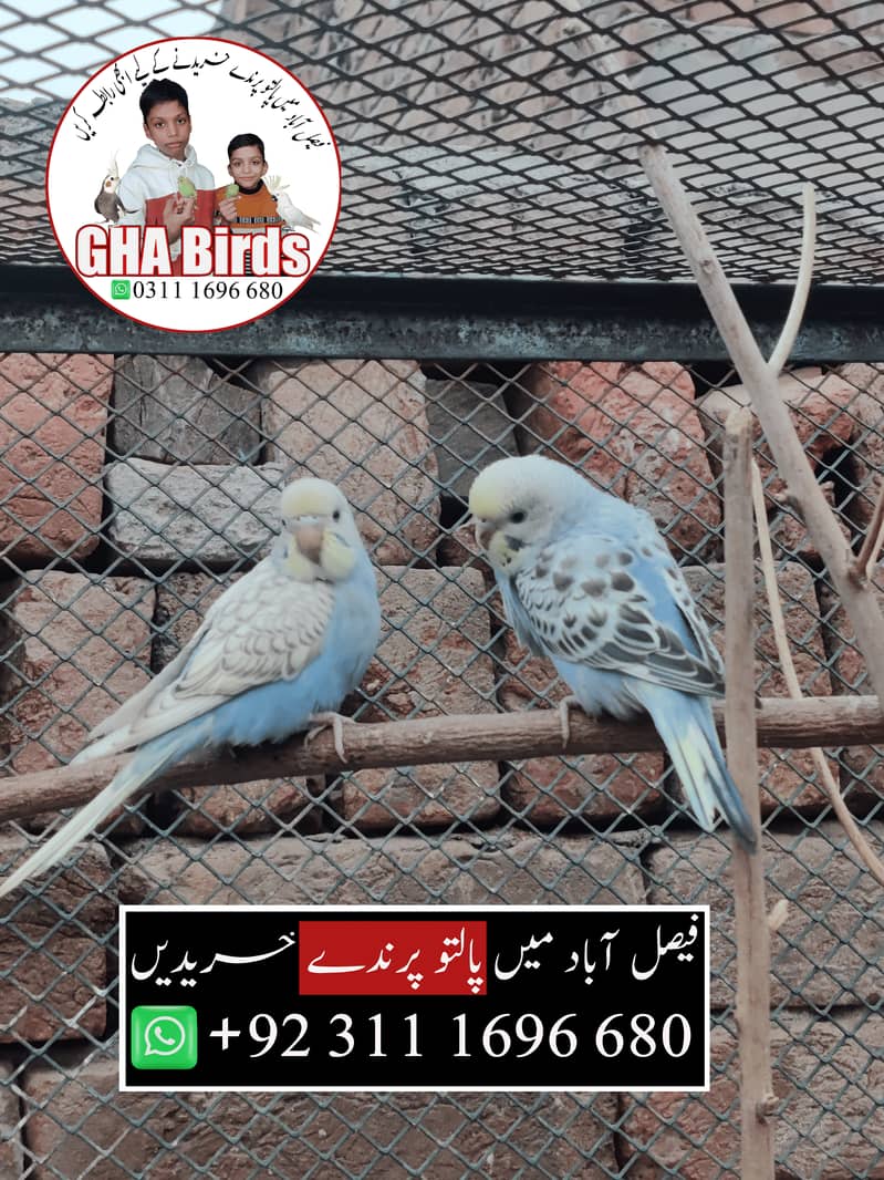 Budgies Available 15