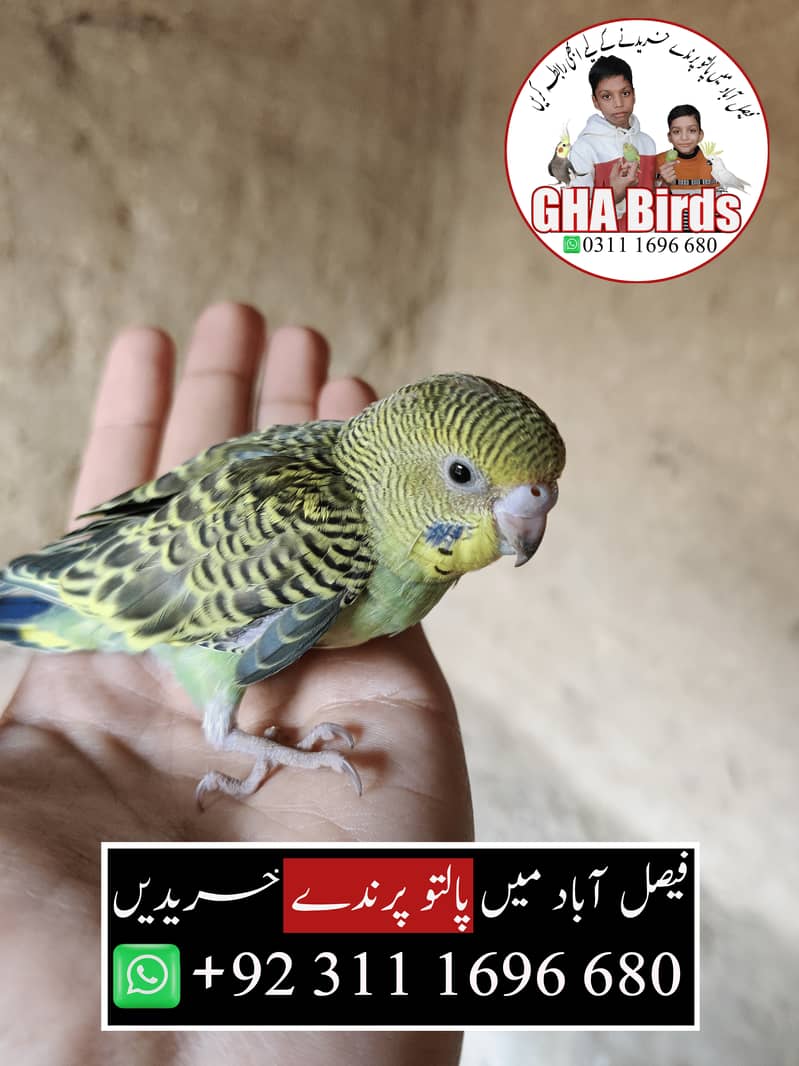 Budgies Available 16